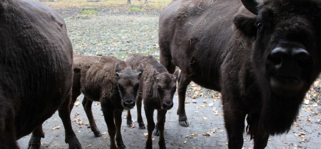 Po lewej cielak urodzony 1 sierpnia, a po prawej - 1 września. Małe byczki czekają na imiona, które jak zwykle zostaną wyłonione już niebawem w drodze konkursu
