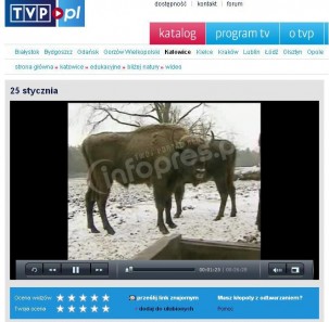 Jankowickie żubry w TVP Katowice