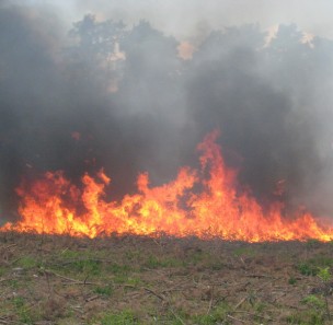 Płonęły lasy i trawy w Miedźnej i Pawłowicach