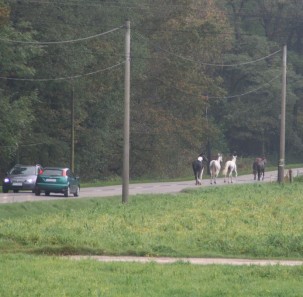 Konie uciekły z zagrody. Ruszyły drogą w kierunku Poręby