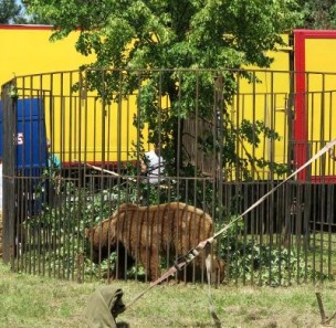 Z cyrku w Pawłowicach odebrano zwierzęta. Sprawę bada policja