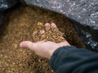 Mundurowi zabezpieczyli 4,5 tony nielegalnego tytoniu