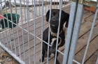 Psy czekające na adopcję (fot. Fundacja "Zwierzęca Arkadia")