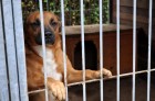 Psy czekające na adopcję (fot. Fundacja "Zwierzęca Arkadia")