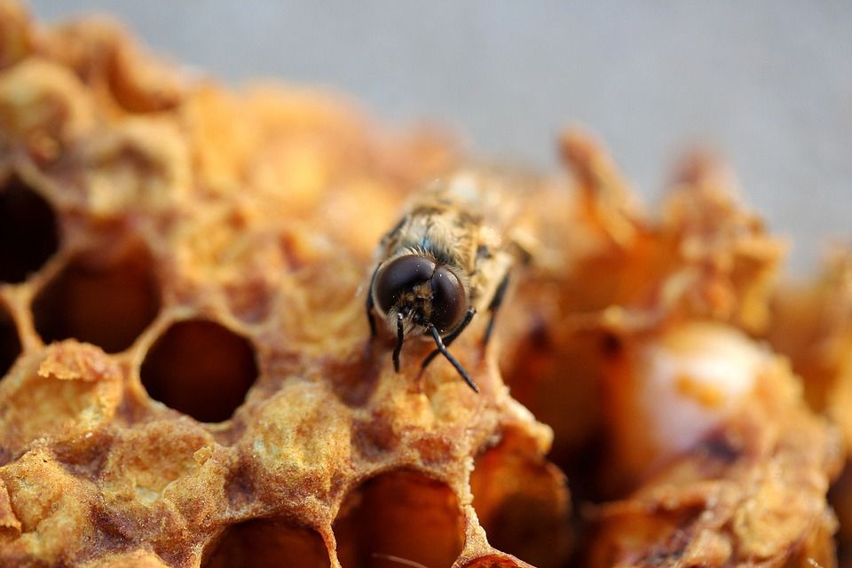 W Pawłowicach skradziono pszczoły