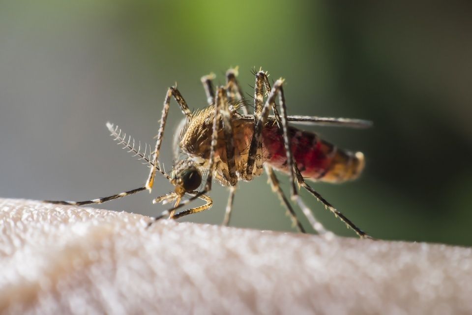 Jak ochronić się przed komarami?