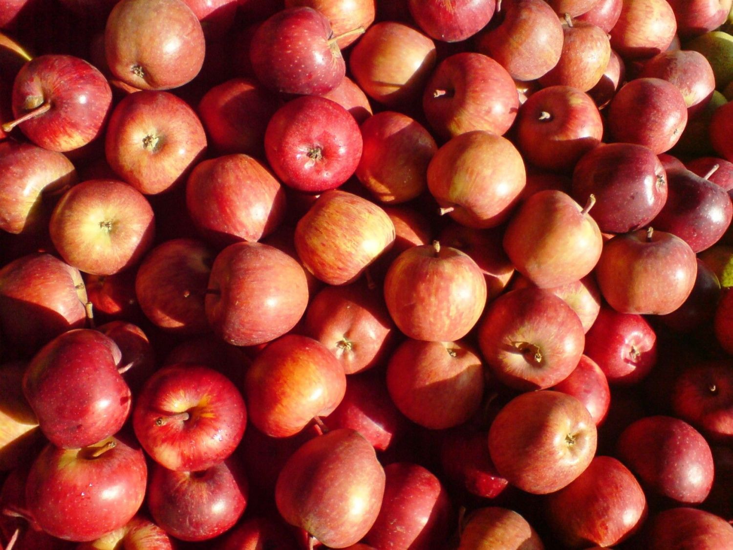 W Brzeźcach mają do rozdania 7,5 tony jabłek