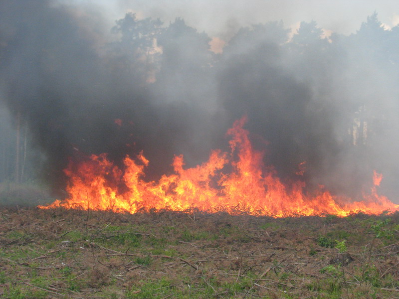Płonęły lasy i trawy w Miedźnej i Pawłowicach